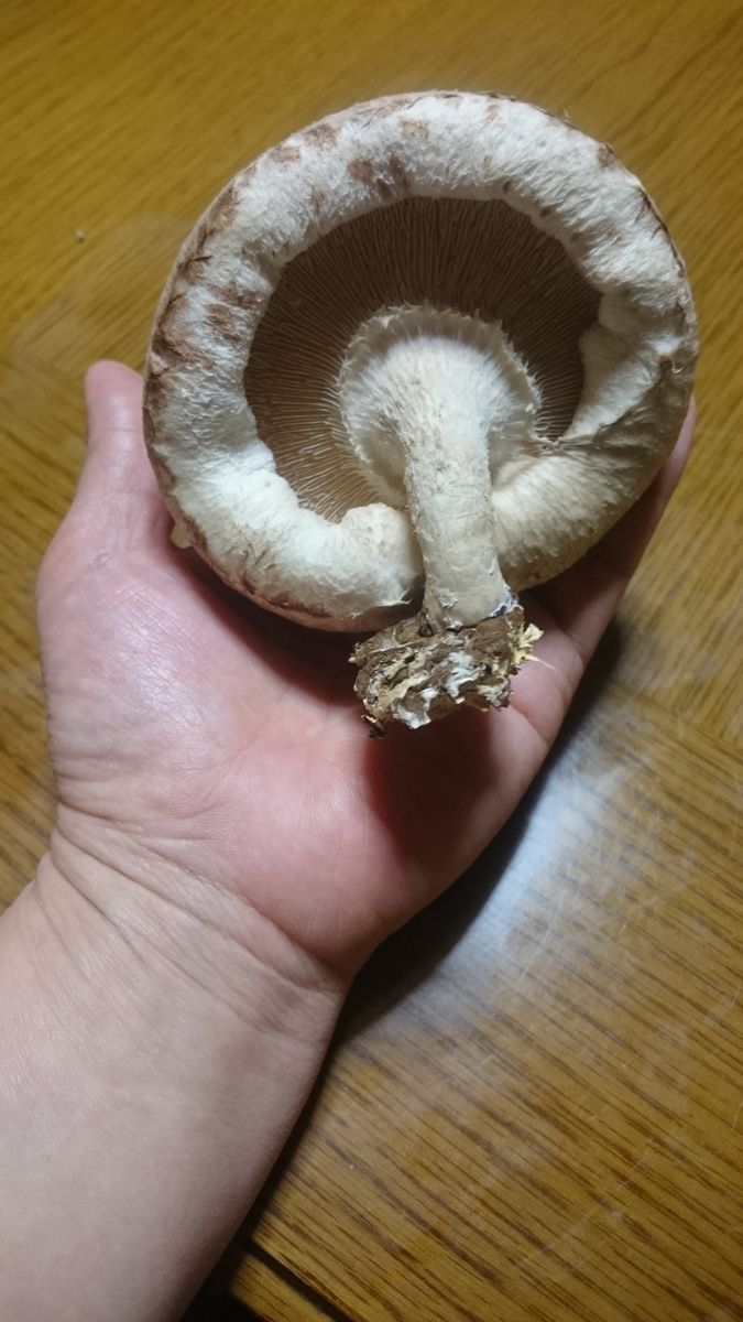 🍄しいたけ栽培セット②