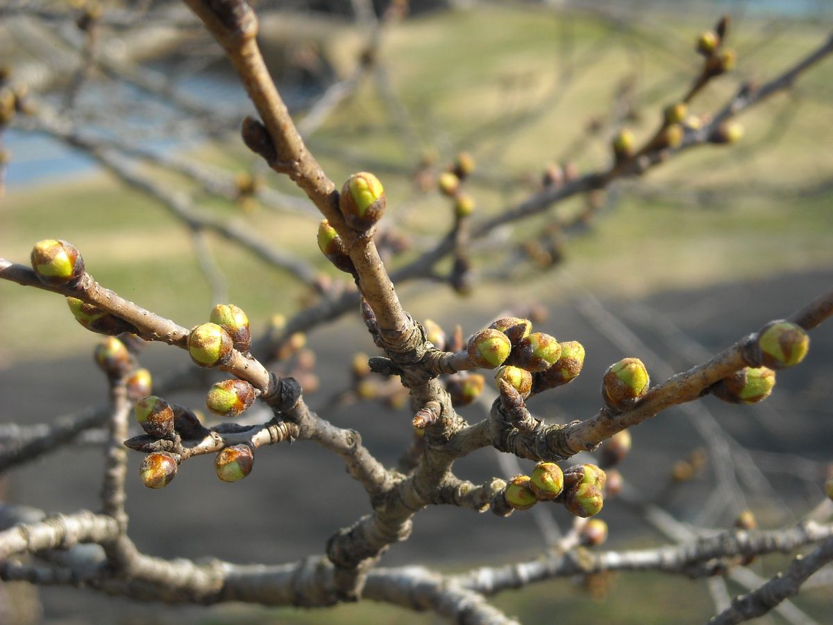 珍しく　みちのく湖畔公園へ　その２