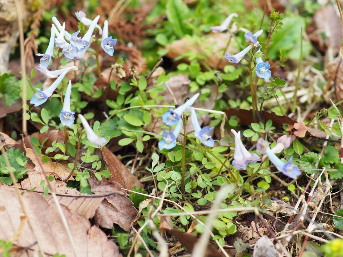 ショウジョウバカマの白花と…