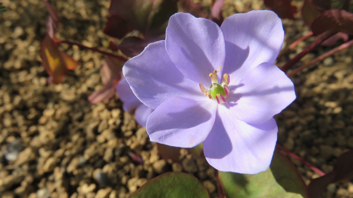 🌸竜田草咲いていました～🌸