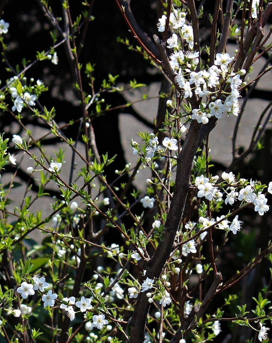 スモモの花は満開に