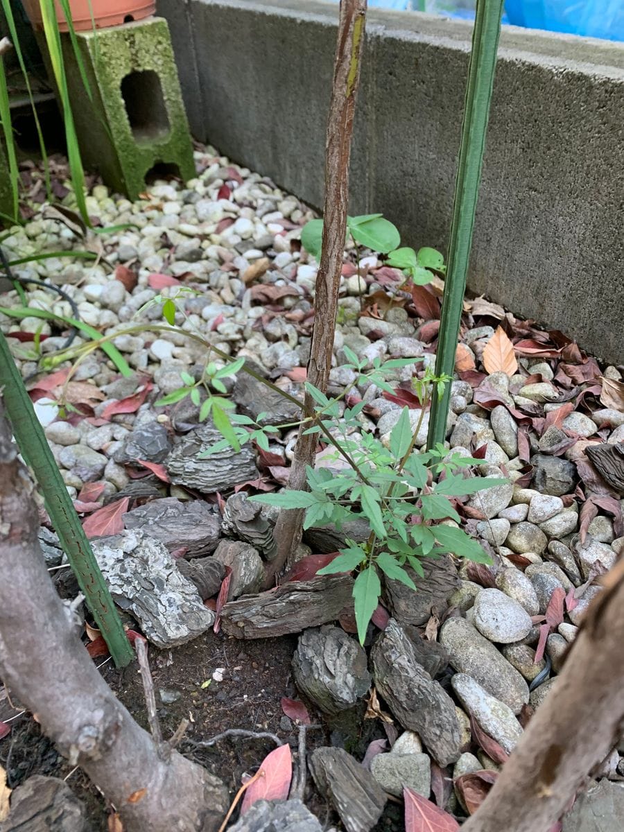 桜の開花宣言といえば、、、