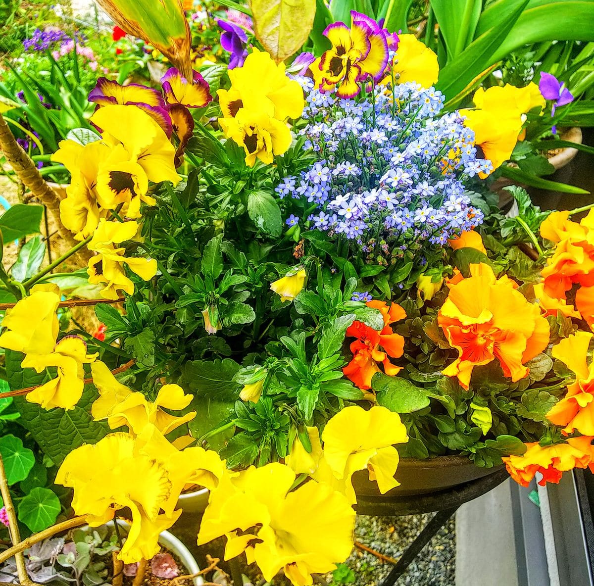 寄せ植が満開です🍀