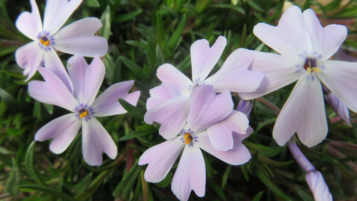 芝なんておこがましいポイント芝桜