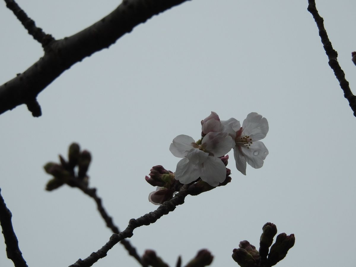 福岡も桜咲きました。