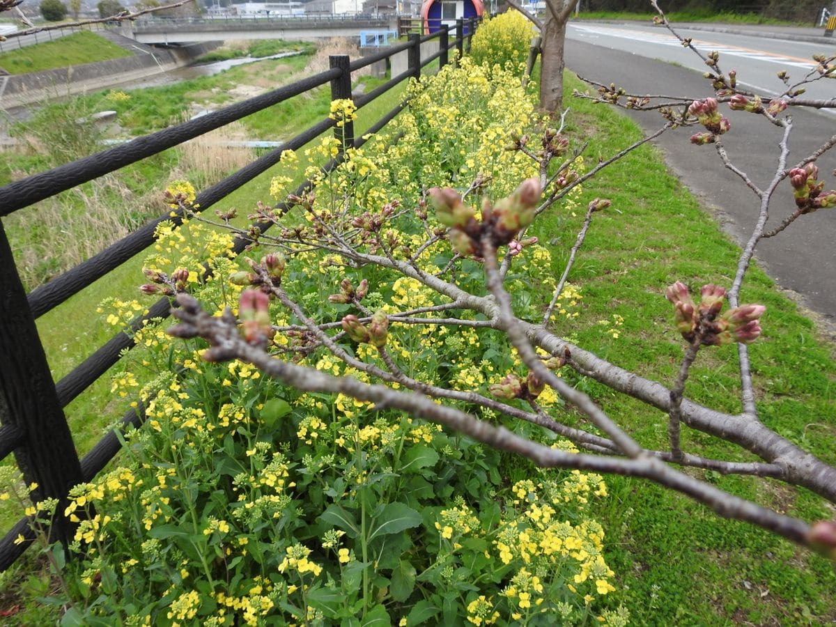 福岡も桜咲きました。