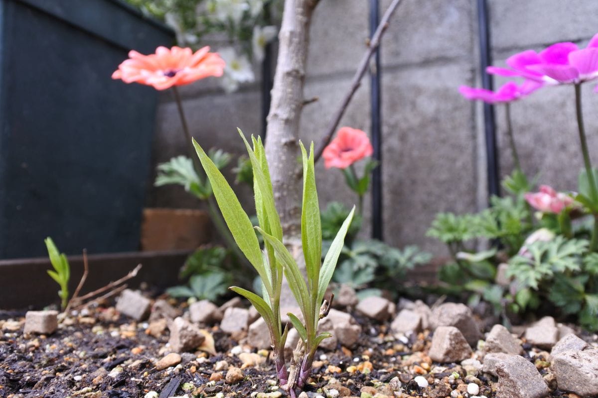 芽吹き