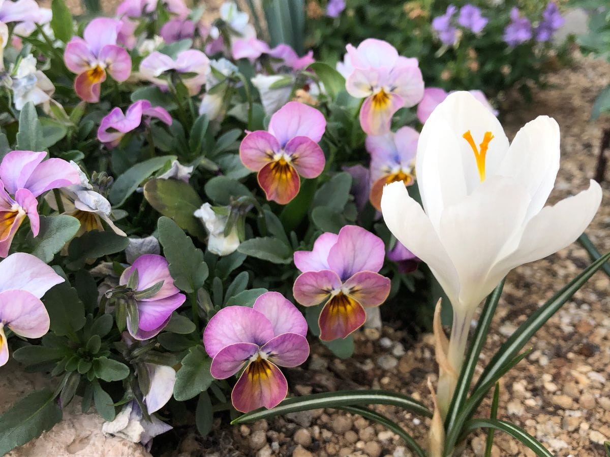 今日の花壇