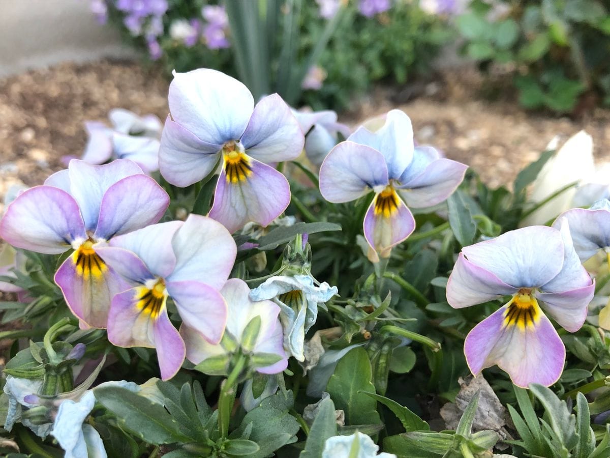 今日の花壇