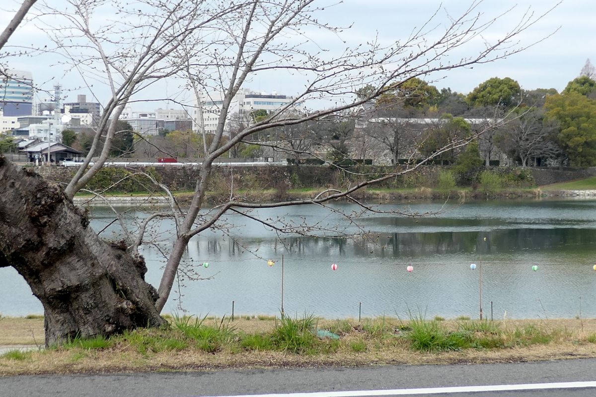 岡山桜カーニバル