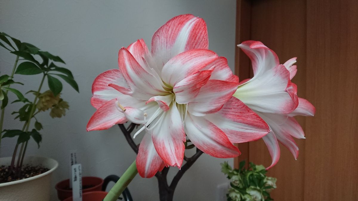 今日のアマリリス💮