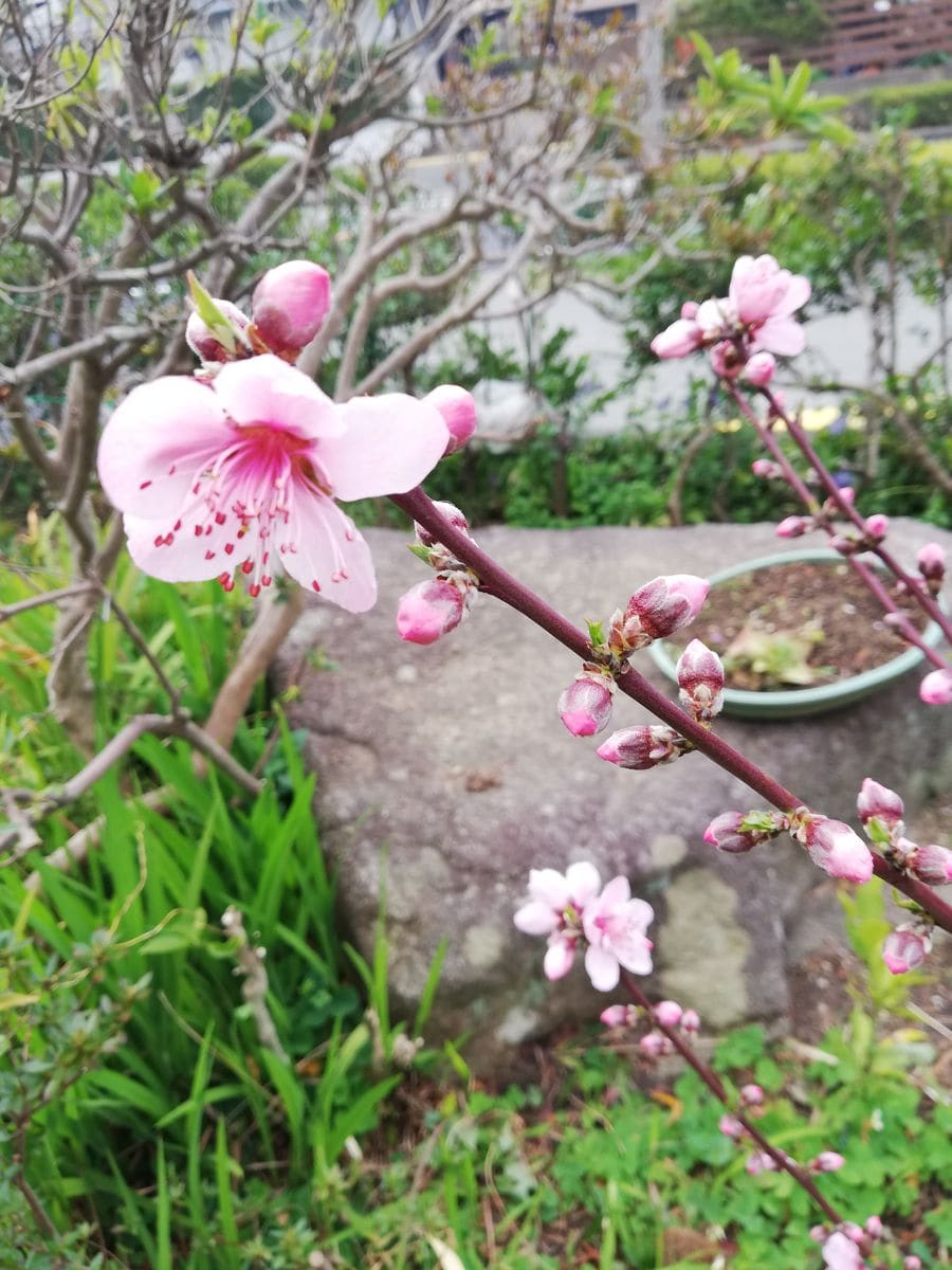 嬉しい、我が家の桃🍑開花しました。