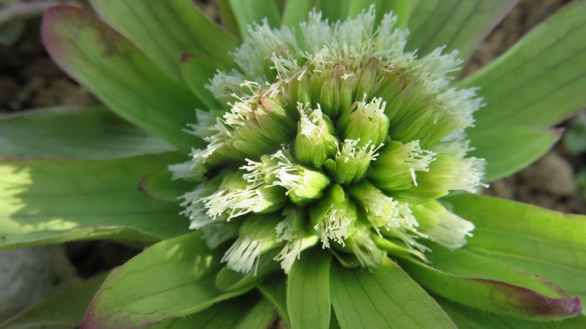 蕗の薹　花の後先