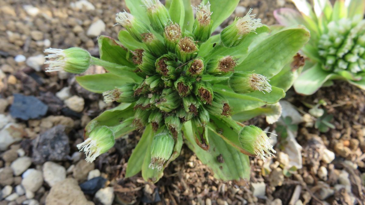 蕗の薹　花の後先