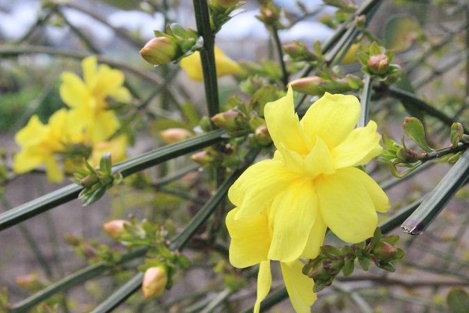 黄色の花