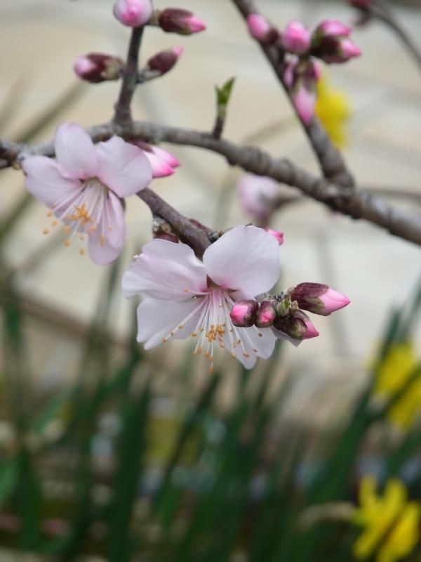 何の花？