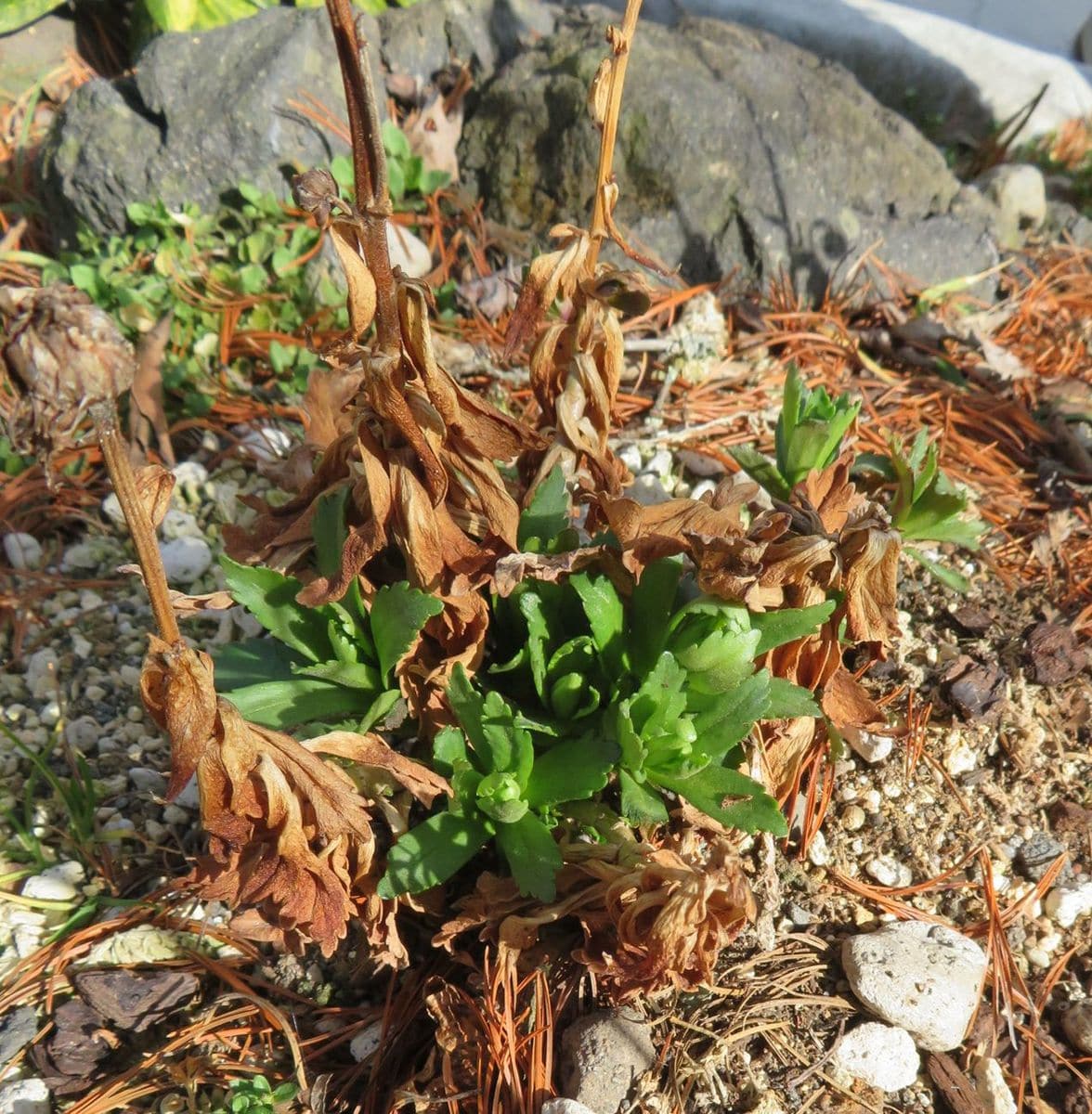 クリロ開花と生存者