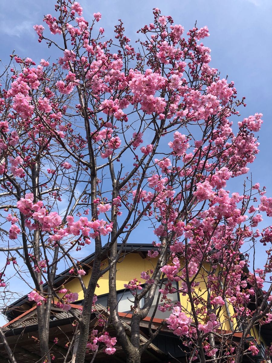 我が家の桜が咲き出した