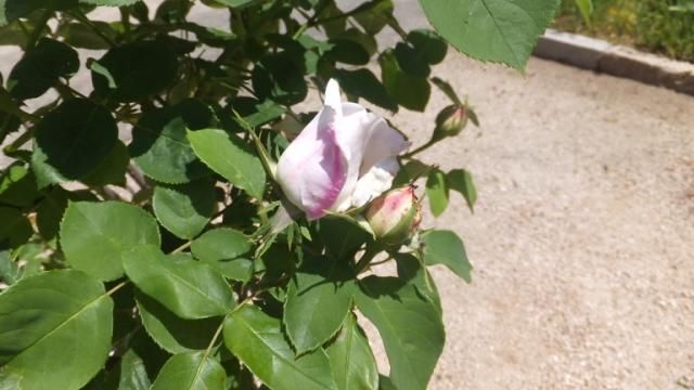 名前のわからない白薔薇は。