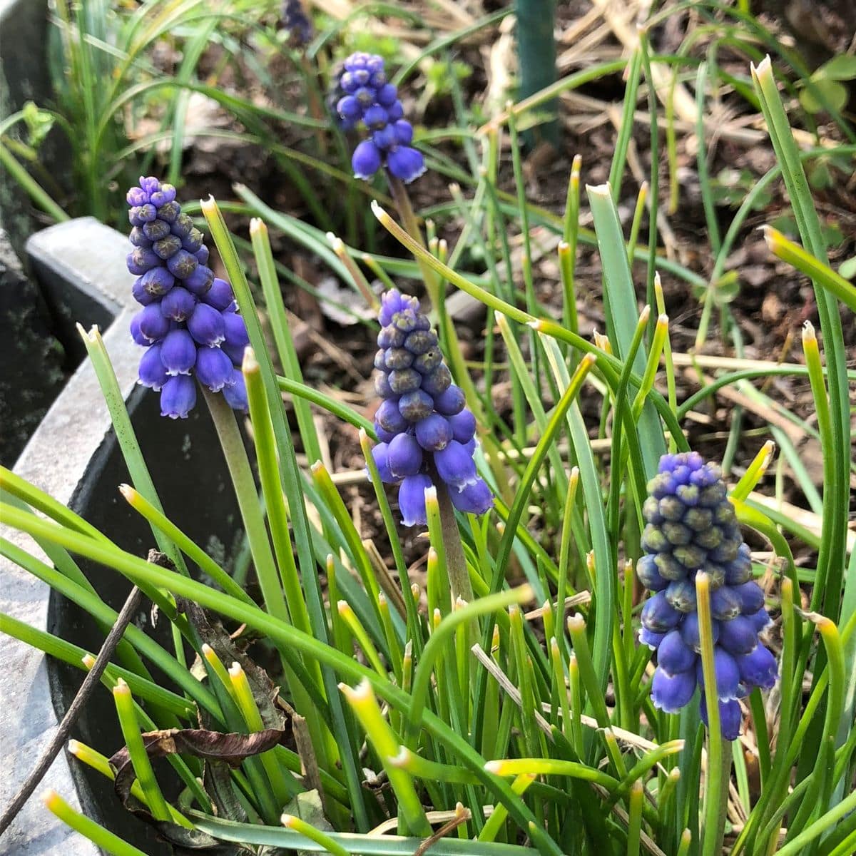 今朝の花