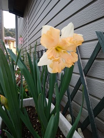 八重咲きチューリップ開花🌷