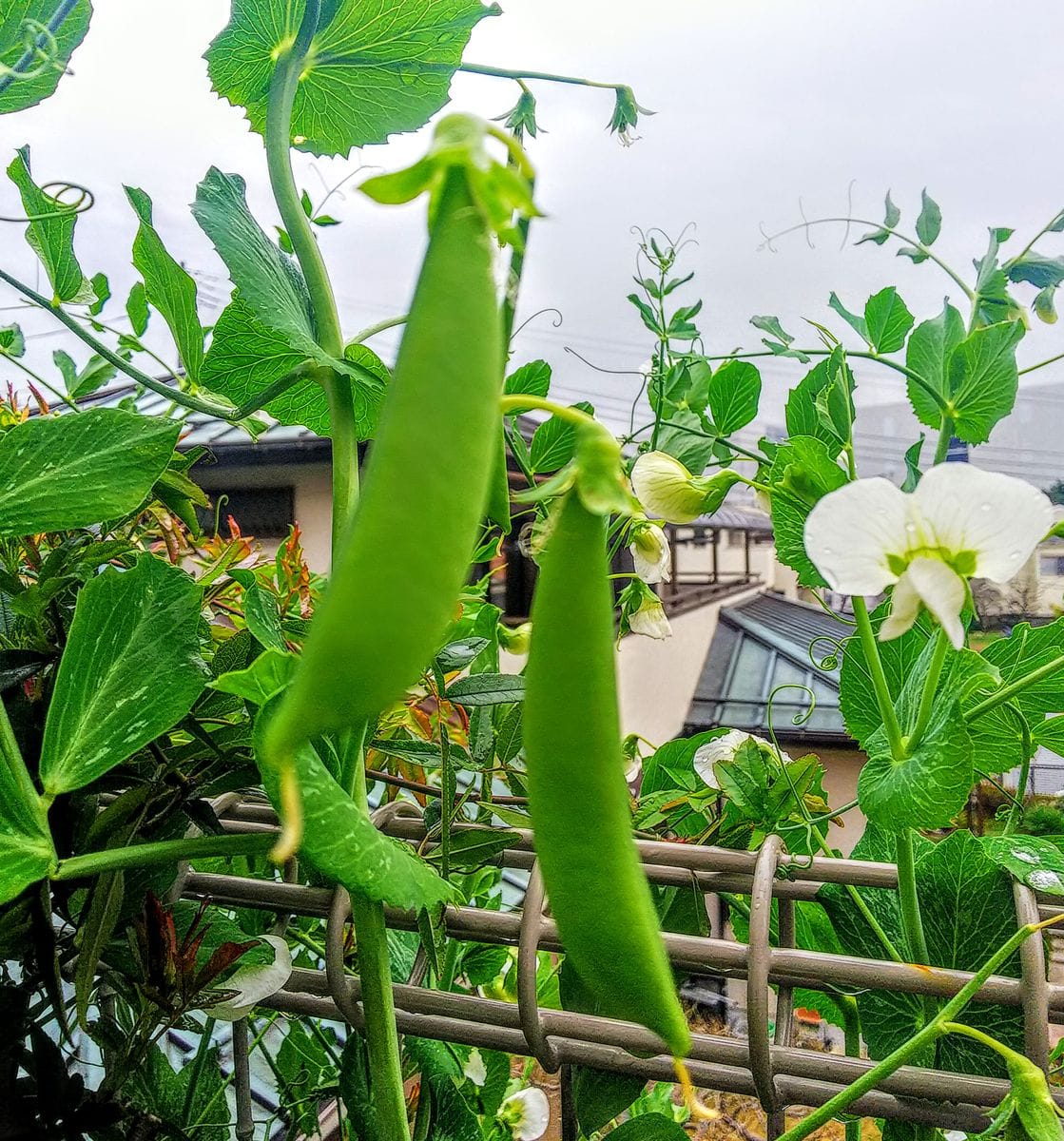 食べ頃スナップエンドウ