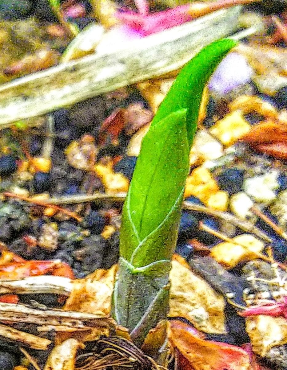 鈴蘭の芽が出てきたところです🌱