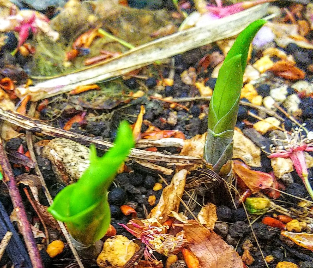 鈴蘭の芽が出てきたところです🌱