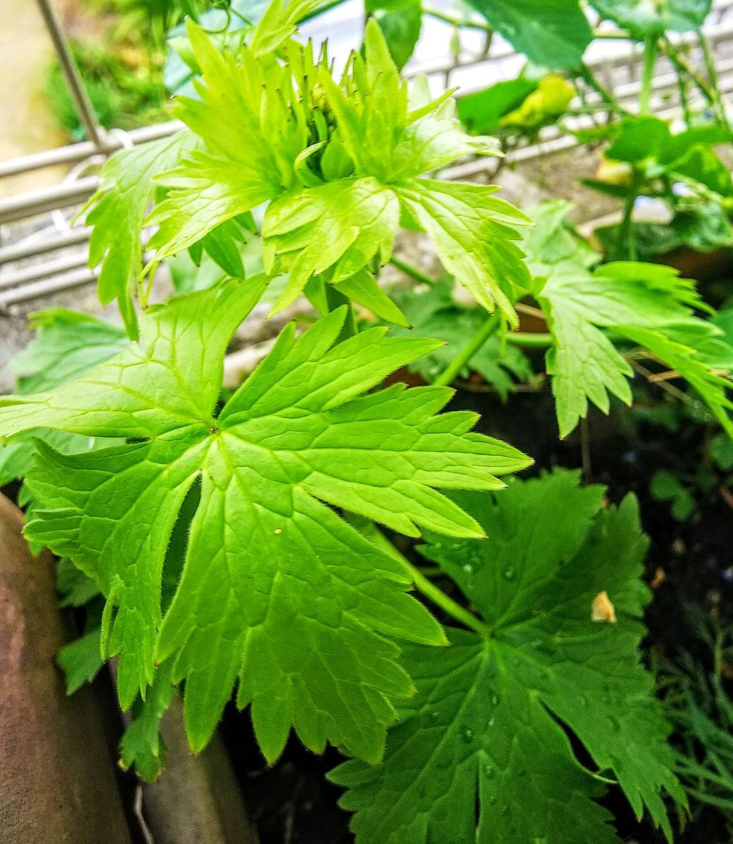 今日の元気さん🌿