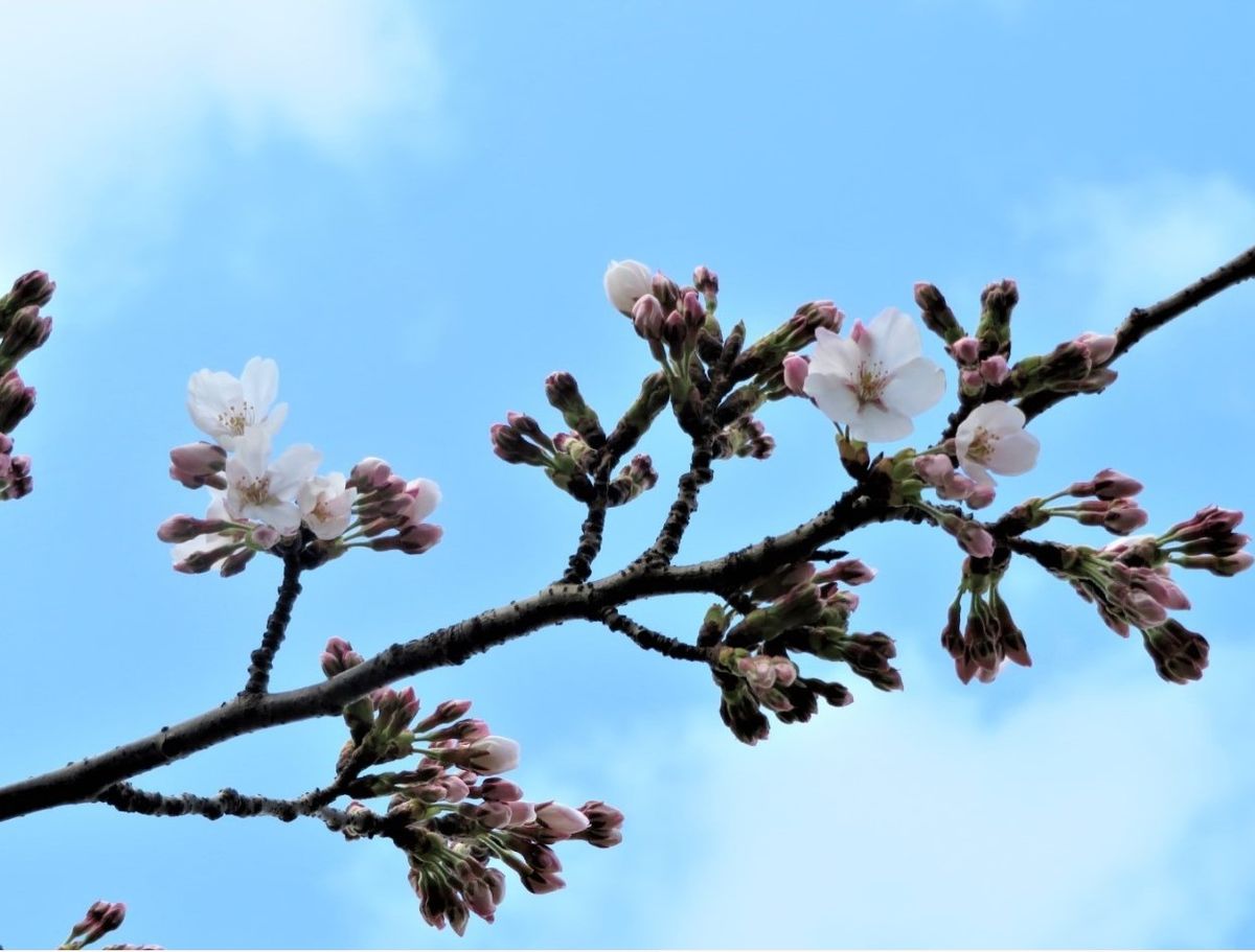 🌸桜の開花🌸