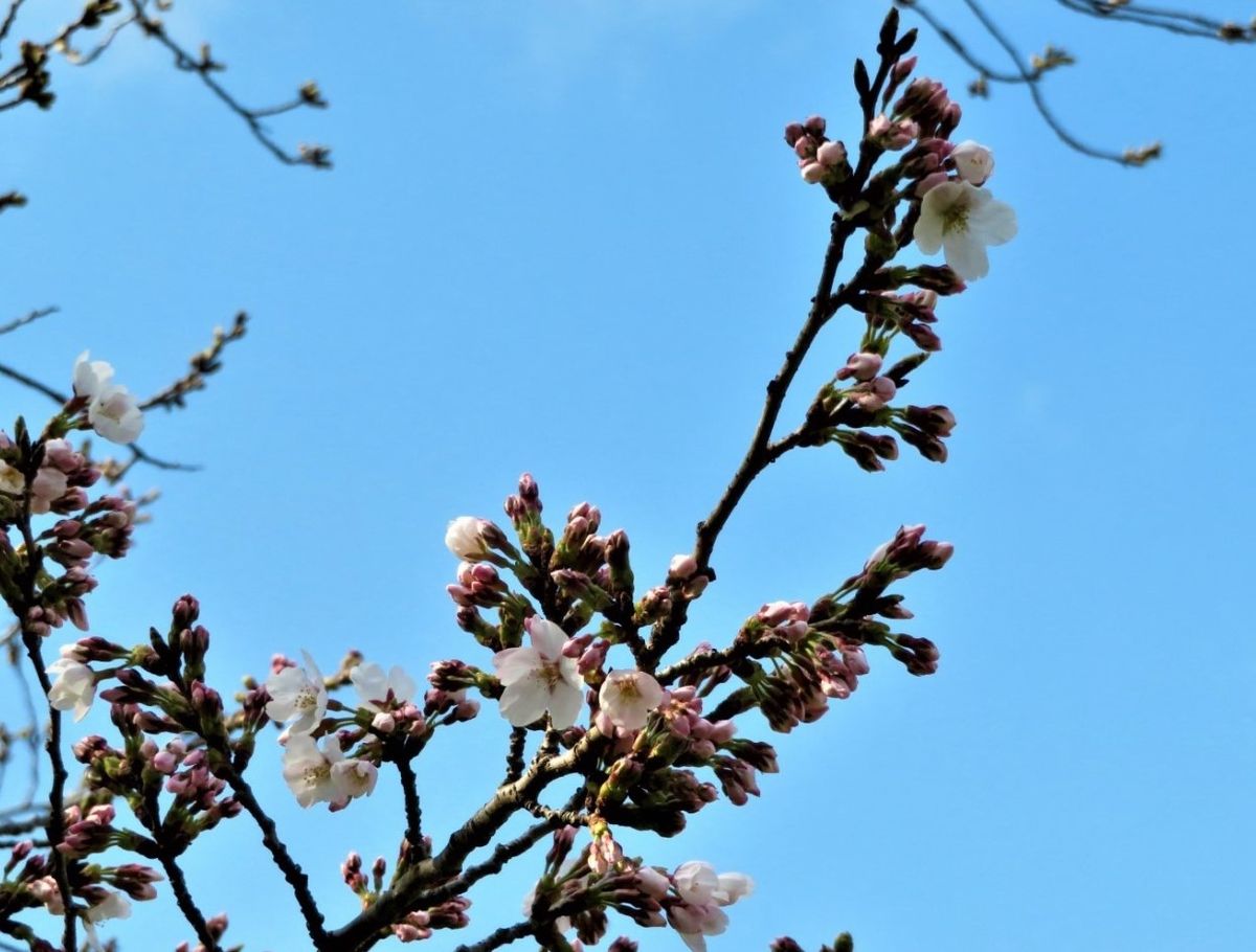 🌸桜の開花🌸