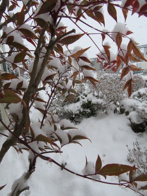 雪が降ってます！(ﾟ△ﾟ;ﾉ)ﾉ