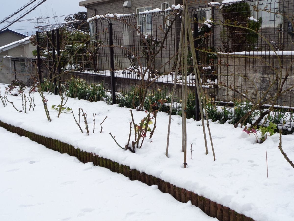 今シーズン最後の雪？