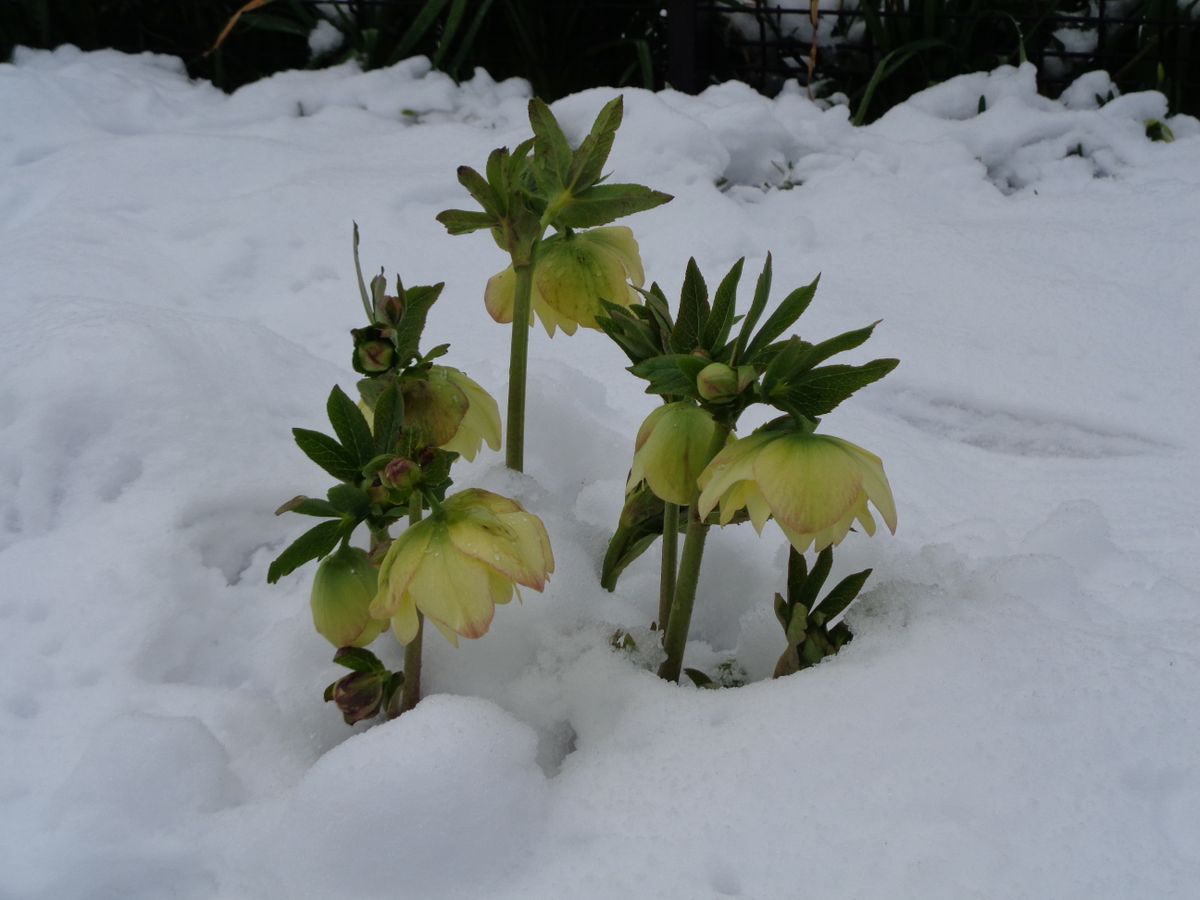 今シーズン最後の雪？