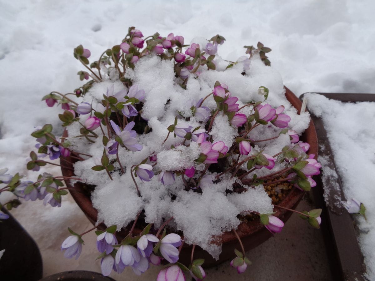 今シーズン最後の雪？