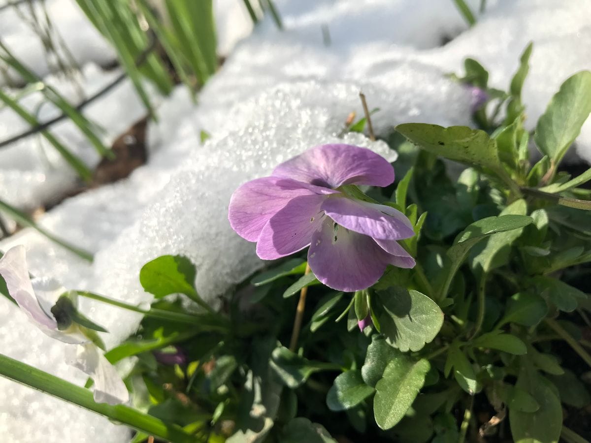 最後の雪になるかしら、