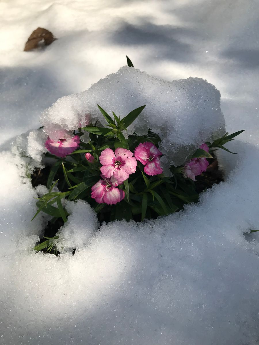 最後の雪になるかしら、