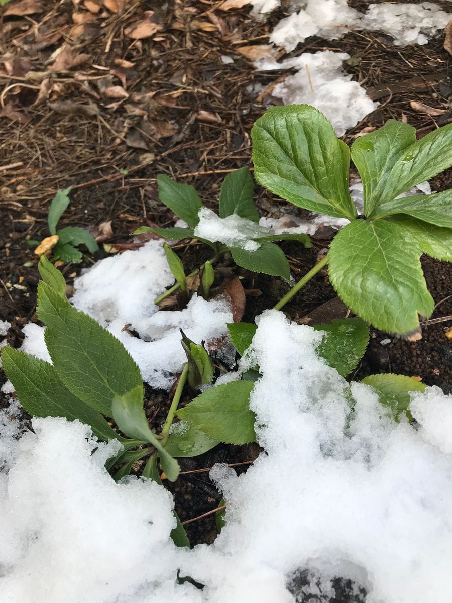 最後の雪になるかしら、