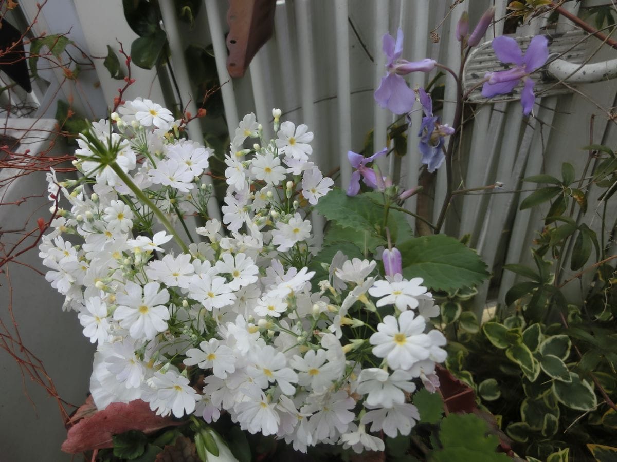 白と薄紫の花