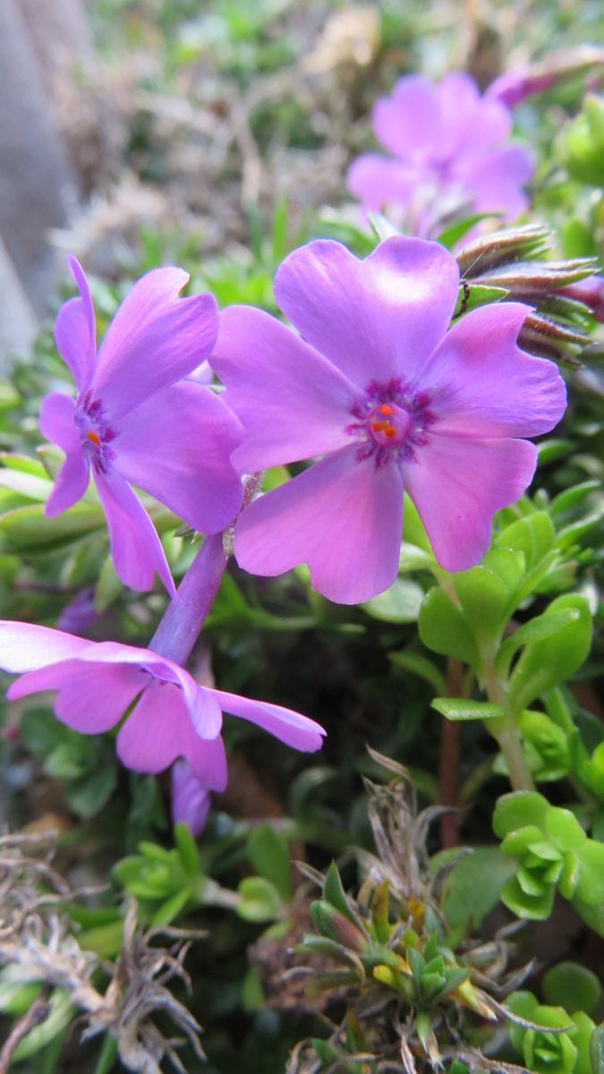 ピンクの芝桜