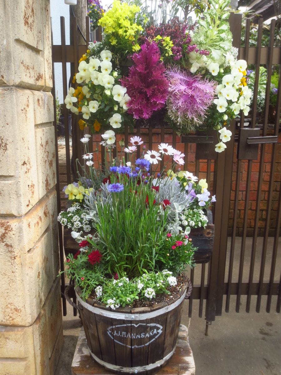 矢車草の寄せ植え