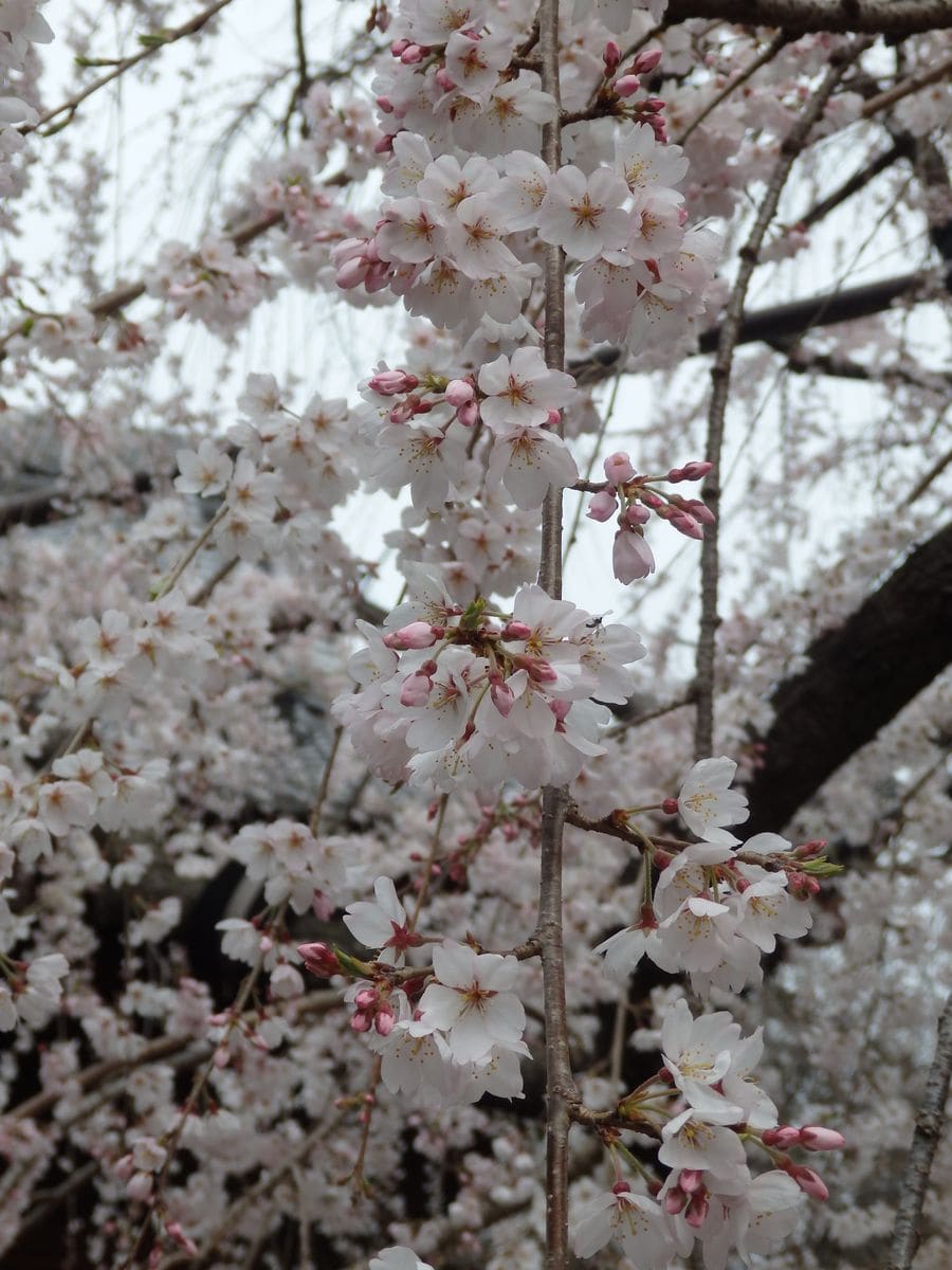 枝垂れ桜