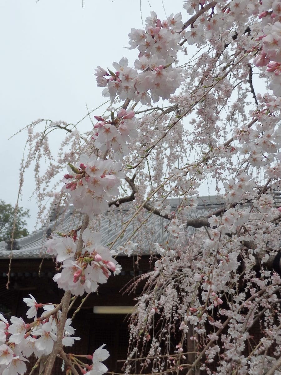 枝垂れ桜