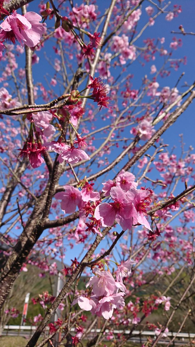 桜～桜～弥生の空は～🌸😍