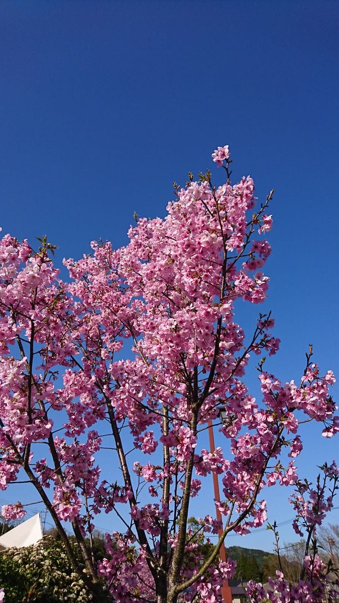 桜～桜～弥生の空は～🌸😍