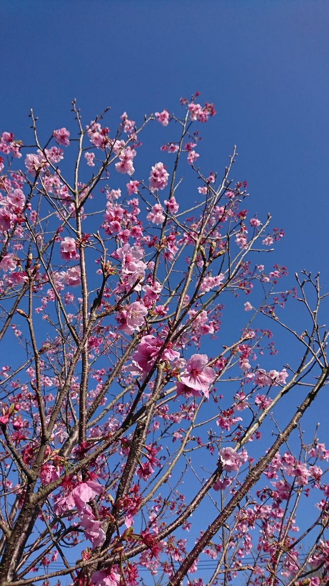 桜～桜～弥生の空は～🌸😍