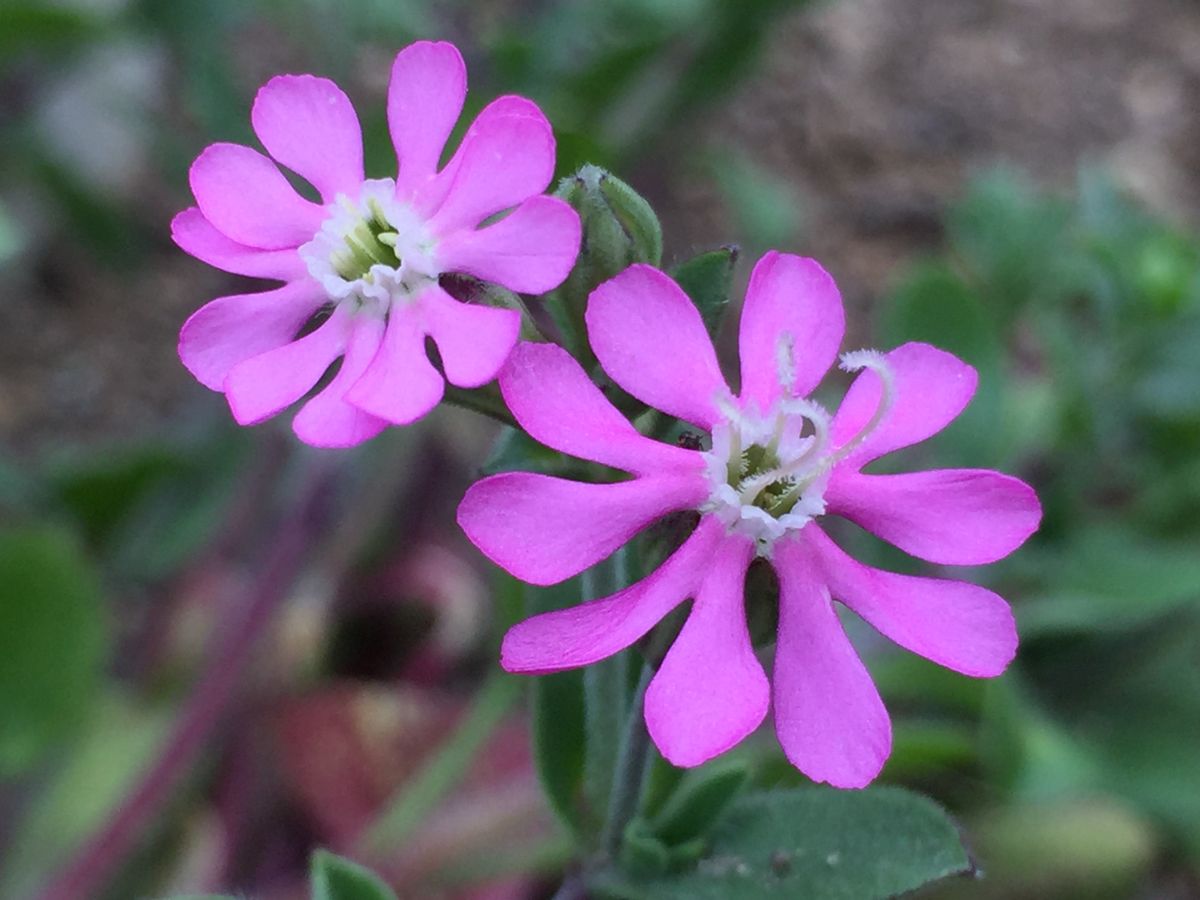 初めての花。