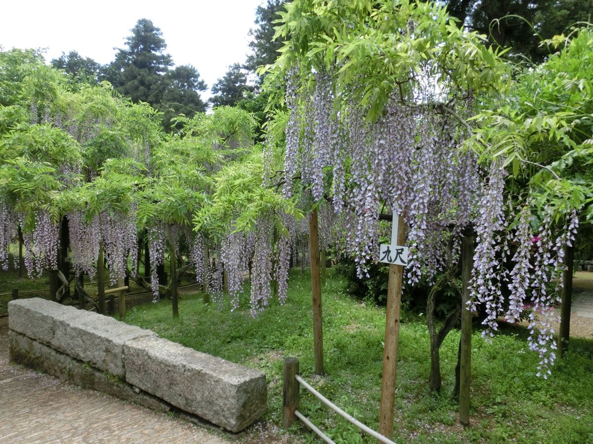 フジの花芽？葉芽？（記録として）