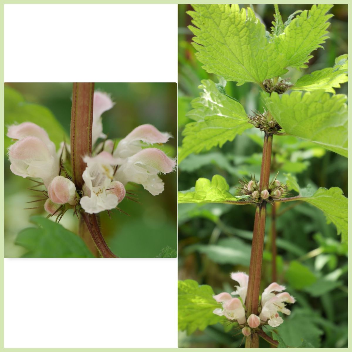 野の花