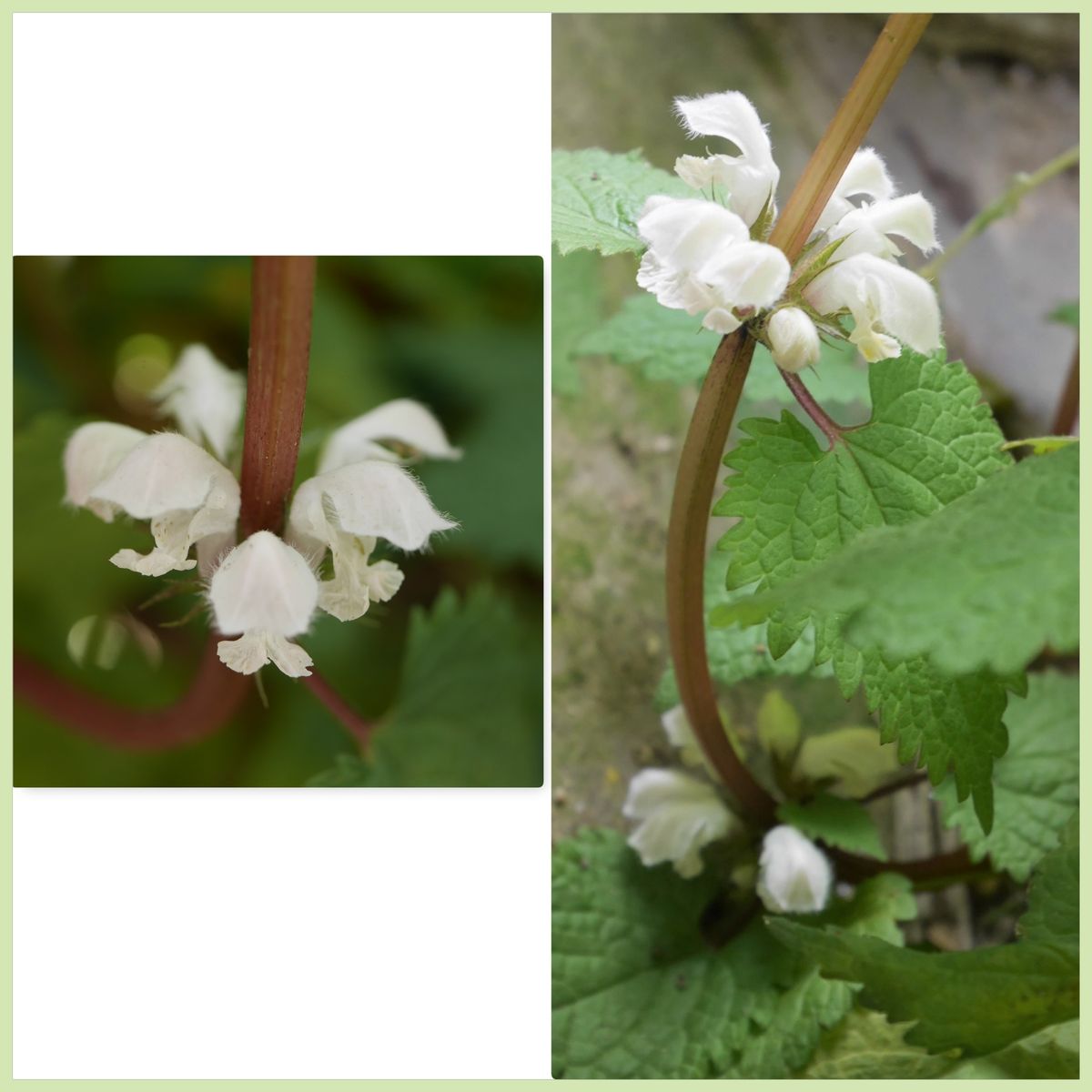 野の花